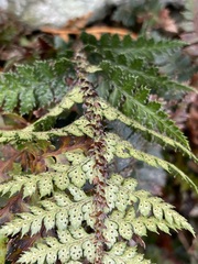 Polystichum oculatum