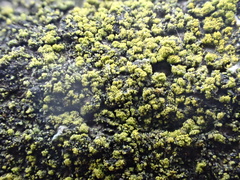 Candelariella reflexa