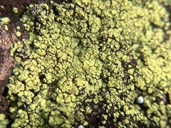 Acarosporomycetidae