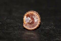 Monophorus perversus