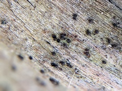 Rosellinia corticium