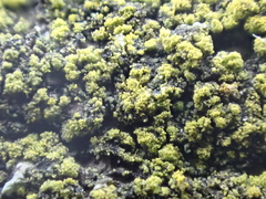 Candelariella reflexa