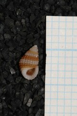 Alvania cimex
