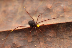 Zalmoxidae
