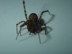 Steatoda castanea