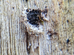 Rosellinia corticium