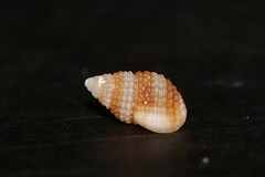 Alvania cimex