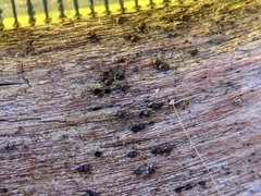 Rosellinia corticium