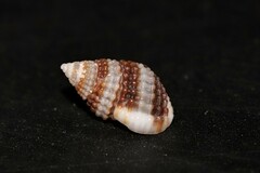 Alvania cimex