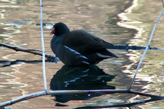 Gallinula chloropus