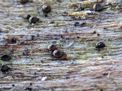 Rosellinia corticium