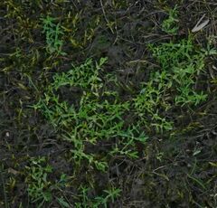 Callitriche palustris