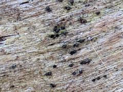 Rosellinia corticium