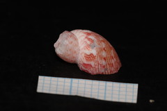 Tricolia speciosa