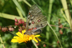 Parnassius phoebus sacerdos