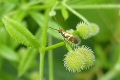 Micropterix aruncella
