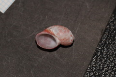 Tricolia speciosa