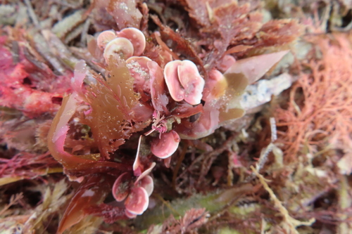 Synarthrophyton patena, 2022-12-17