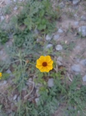 Coreopsis tinctoria