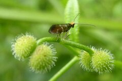 Micropterix aruncella