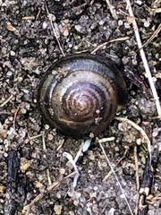 Ventridens ligera