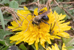 Andrena carlini