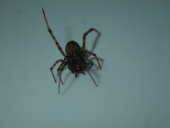 Steatoda castanea