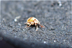 Corimalia tamarisci