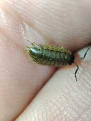 Porcellionides sexfasciatus lusitanus