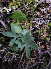 Lupinus hispanicus