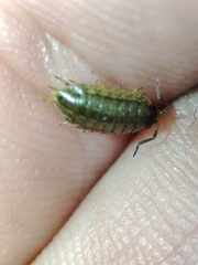 Porcellionides sexfasciatus lusitanus