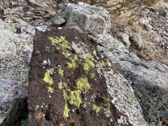 Acarosporomycetidae