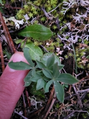 Lupinus hispanicus