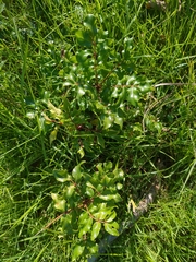 Zanthoxylum hirsutum