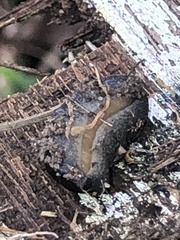 Belocaulus angustipes