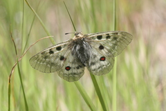 Parnassius phoebus sacerdos