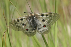 Parnassius phoebus sacerdos