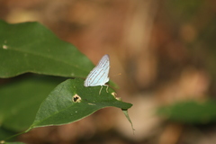 Cepheuptychia glaucina