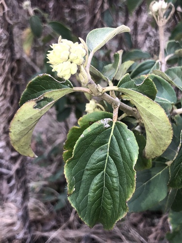 Viburnum macrocephalum