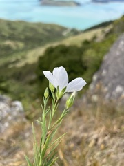 Linum monogynum
