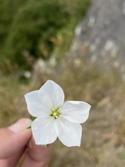 Linum monogynum