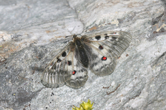 Parnassius phoebus sacerdos