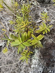 Veronica strictissima
