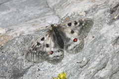 Parnassius phoebus sacerdos