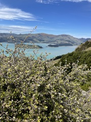 Helichrysum lanceolatum
