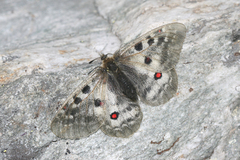 Parnassius phoebus sacerdos