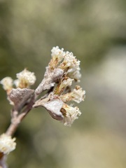 Helichrysum lanceolatum