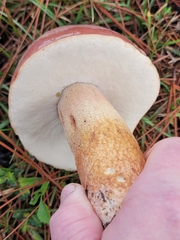 Boletus pseudopinophilus