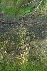 Alisma plantago-aquatica