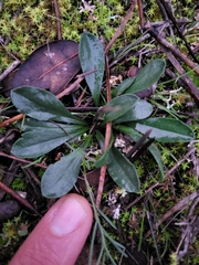 Anarrhinum bellidifolium